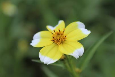 Fotografia da espécie Bidens aurea