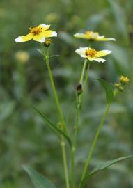 Fotografia da espécie Bidens aurea