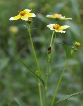 Fotografia 3 da espécie Bidens aurea no Jardim Botânico UTAD