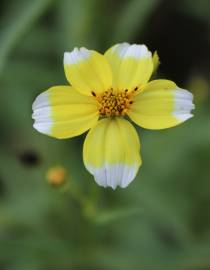 Fotografia da espécie Bidens aurea