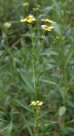 Fotografia da espécie Bidens aurea