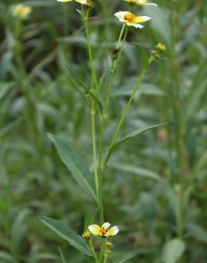 Fotografia 4 da espécie Bidens aurea no Jardim Botânico UTAD