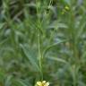 Fotografia 4 da espécie Bidens aurea do Jardim Botânico UTAD