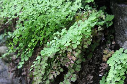 Fotografia da espécie Adiantum capillus-veneris