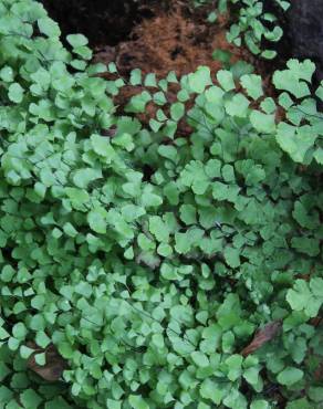 Fotografia 3 da espécie Adiantum capillus-veneris no Jardim Botânico UTAD