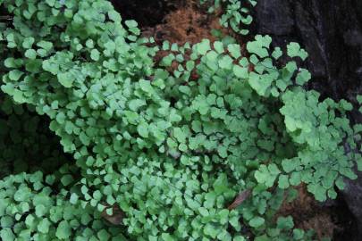 Fotografia da espécie Adiantum capillus-veneris