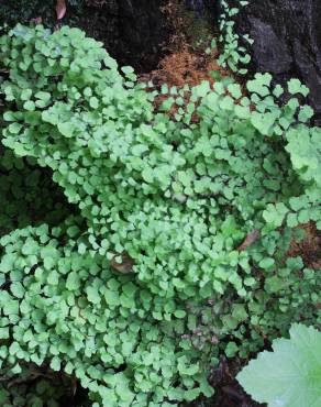 Fotografia 4 da espécie Adiantum capillus-veneris no Jardim Botânico UTAD