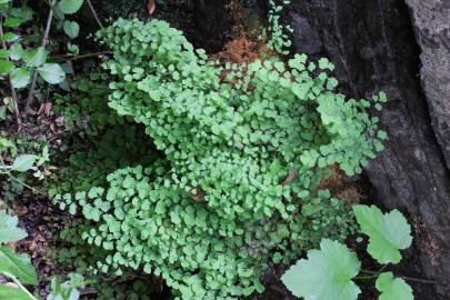 Fotografia da espécie Adiantum capillus-veneris