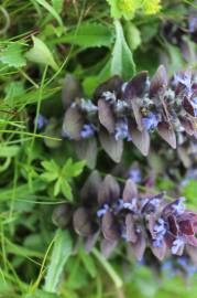 Fotografia da espécie Ajuga pyramidalis subesp. meonantha