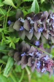 Fotografia da espécie Ajuga pyramidalis subesp. meonantha