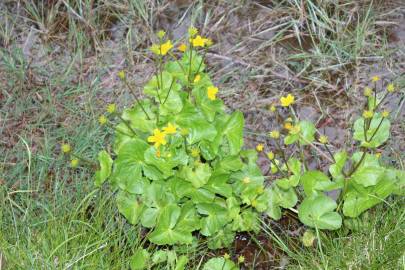 Fotografia da espécie Caltha palustris