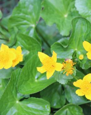 Fotografia 3 da espécie Caltha palustris no Jardim Botânico UTAD