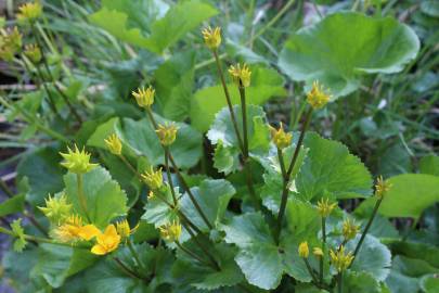 Fotografia da espécie Caltha palustris