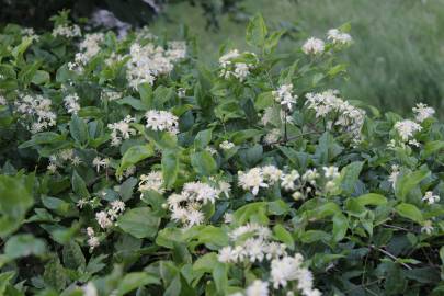 Fotografia da espécie Clematis vitalba