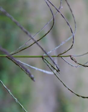 Fotografia 2 da espécie Digitaria debilis no Jardim Botânico UTAD