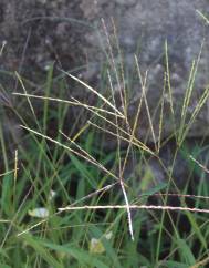 Digitaria debilis