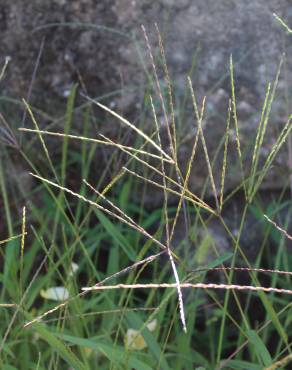 Fotografia 1 da espécie Digitaria debilis no Jardim Botânico UTAD