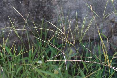 Fotografia da espécie Digitaria debilis