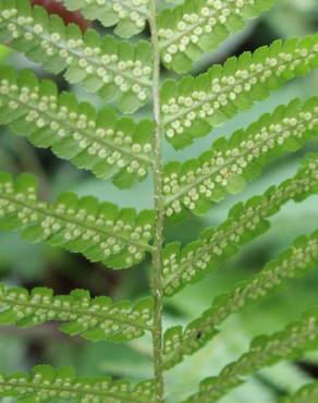 Fotografia 1 da espécie Dryopteris filix-mas no Jardim Botânico UTAD