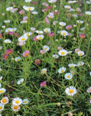 Fotografia 4 da espécie Erigeron karvinskianus no Jardim Botânico UTAD