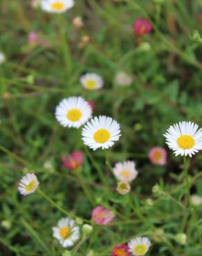 Fotografia 5 da espécie Erigeron karvinskianus no Jardim Botânico UTAD