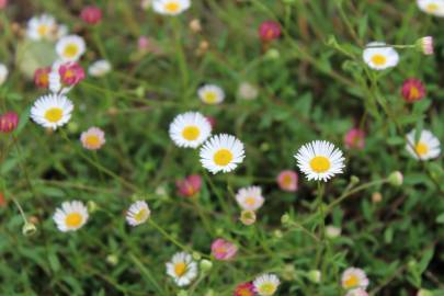 Fotografia da espécie Erigeron karvinskianus