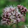 Fotografia 4 da espécie Eupatorium cannabinum subesp. cannabinum do Jardim Botânico UTAD