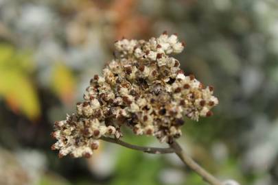 Fotografia da espécie Helichrysum petiolare