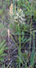 Fotografia da espécie Holcus lanatus