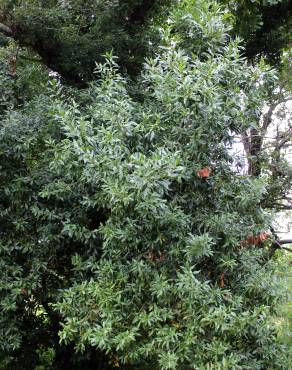 Fotografia 5 da espécie Laurus nobilis no Jardim Botânico UTAD
