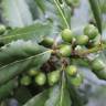 Fotografia 1 da espécie Laurus nobilis do Jardim Botânico UTAD