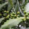 Fotografia 6 da espécie Laurus nobilis do Jardim Botânico UTAD