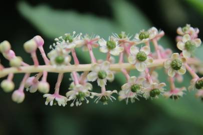 Fotografia da espécie Phytolacca americana