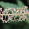 Fotografia 2 da espécie Phytolacca americana do Jardim Botânico UTAD