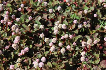 Fotografia da espécie Polygonum capitatum