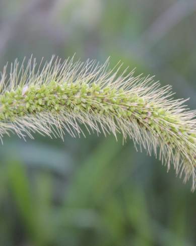Fotografia de capa Setaria viridis - do Jardim Botânico