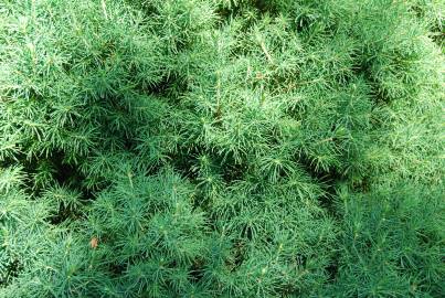 Fotografia da espécie Picea glauca var. albertiana