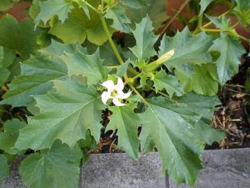 Fotografia da espécie Datura stramonium