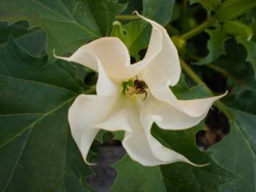 Fotografia da espécie Datura stramonium