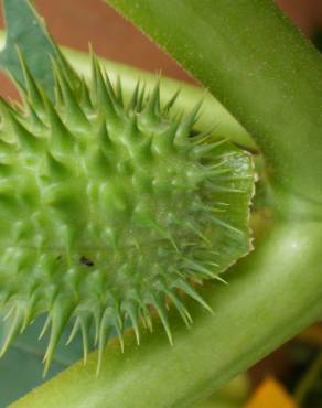 Fotografia 4 da espécie Datura stramonium no Jardim Botânico UTAD