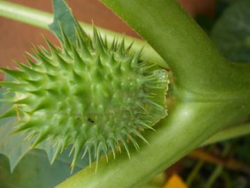 Fotografia da espécie Datura stramonium