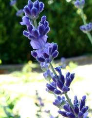 Lavandula latifolia