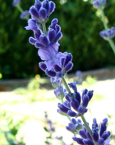 Fotografia de capa Lavandula latifolia - do Jardim Botânico