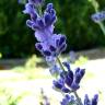 Fotografia 1 da espécie Lavandula latifolia do Jardim Botânico UTAD