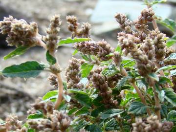 Fotografia da espécie Amaranthus deflexus