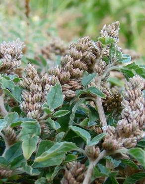 Fotografia 3 da espécie Amaranthus deflexus no Jardim Botânico UTAD