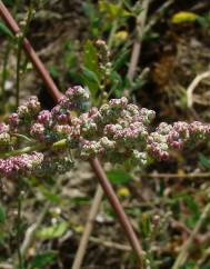 Chenopodium album var. album