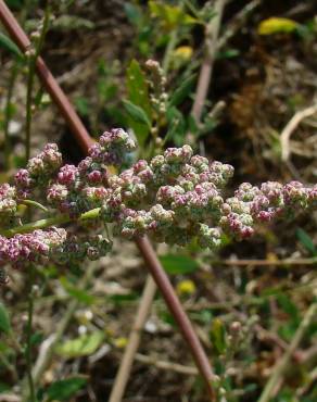 Fotografia 1 da espécie Chenopodium album var. album no Jardim Botânico UTAD