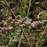 Fotografia 1 da espécie Chenopodium album var. album do Jardim Botânico UTAD