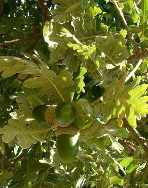 Fotografia 3 da espécie Quercus pyrenaica no Jardim Botânico UTAD